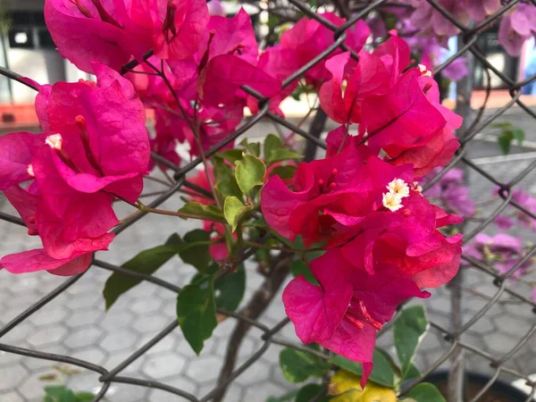 Piękne Różowe Kwiaty Ogrodzie — Zdjęcie stockowe