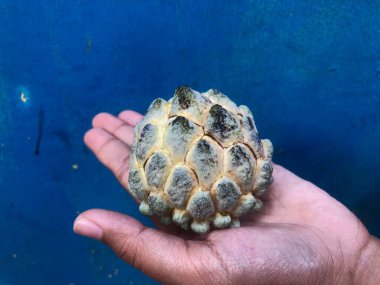 Bir parça srikaya meyvesi tutan el. 