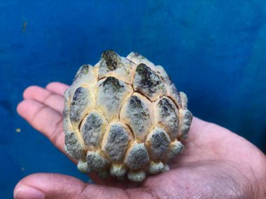 Bir parça srikaya meyvesi tutan el. 