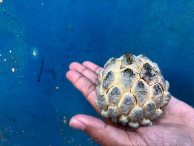 Bir parça srikaya meyvesi tutan el. 