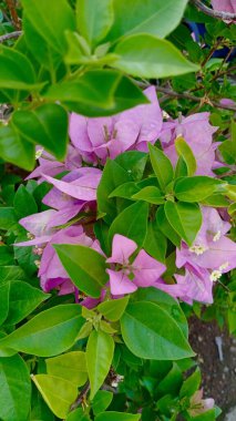 Güzel botanik fotoğrafı, doğal duvar kağıdı.