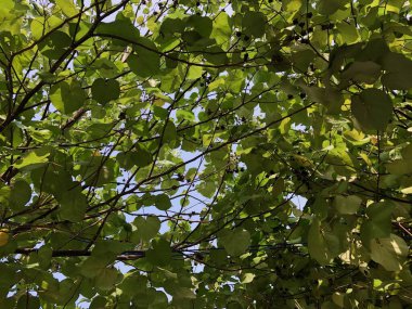 Gölgeli ağaç yaprakları ve mavi gökyüzü