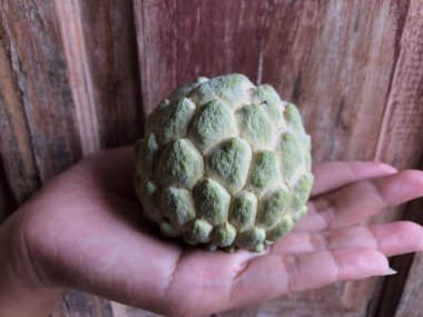 Avucunun içinde srikaya meyvesi