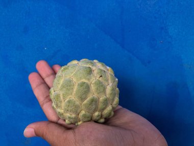 Avucunun içinde srikaya meyvesi