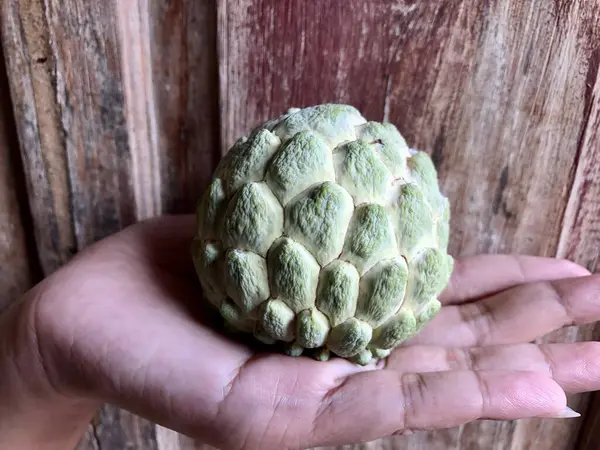 Avucunun içinde srikaya meyvesi