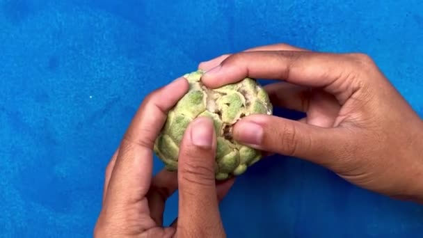 Frische Srikaya Und Gelbe Früchte Der Hand — Stockvideo