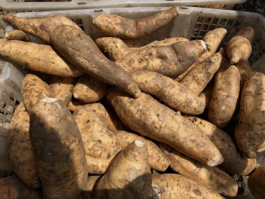 Ubi Cilembu olarak bilinen Endonezya tatlı patatesi ya da Batı Java 'dan tatlı patates