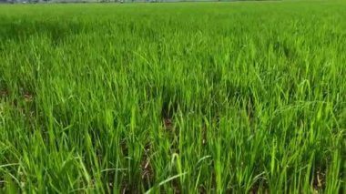 pirinç tarlası, yeşil çimen