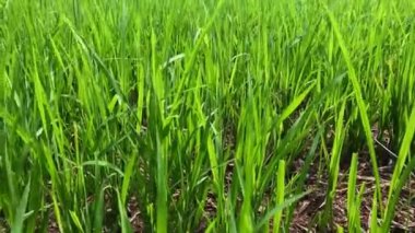 Pirinç tarlasını kapatın.