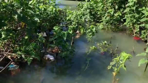 Rzeka Parku Jepara Luty 2024 — Wideo stockowe