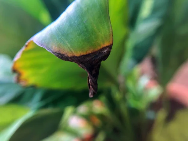 uçlarında kuru yapraklar