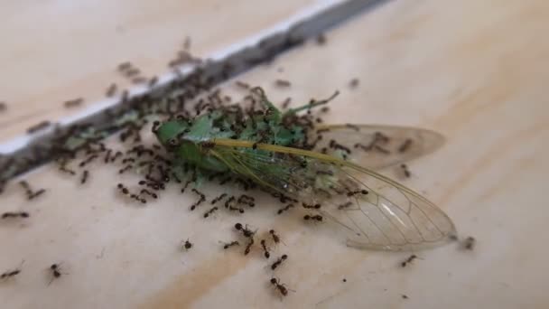 Insectos Verdes Muertos Túneles Hormigas — Vídeos de Stock
