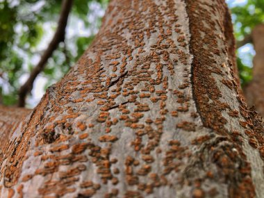 Pullu ağaç kabuğunun makro dokusu bulanık gökyüzü arkaplanı