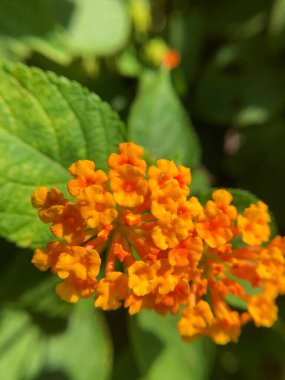 Lantana Camara çiçekleri bulanık arkaplan