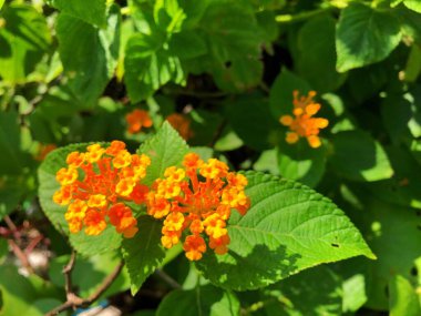 Lantana Camara çiçekleri bulanık arkaplan