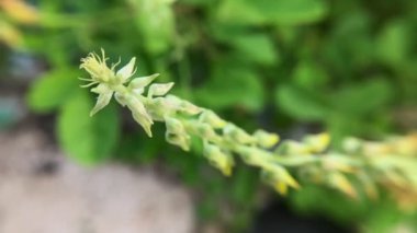 Doğada crotalaria pallida (pürüzsüz crotalaria). Arka plan bulanık. Odaktan uzak. Bahçedeki güzel yeşil yapraklar.