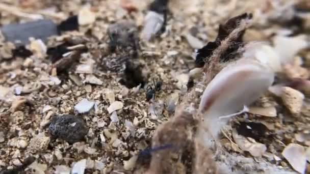 ビーチの砂のアリ穴 — ストック動画