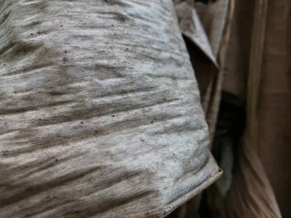 Kuru muz yapraklarının dokusu