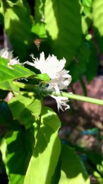 Çiçek açan bir kahve arısının yakın çekimi.