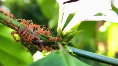 Bahçedeki arıya yaklaş.
