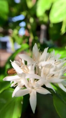 Çiçek açan bir kahve arısının yakın çekimi.