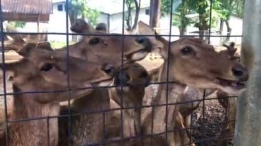 Geyik ve sürülerinin üreme alanlarındaki faaliyetleri