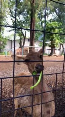 Geyik ve sürülerinin üreme alanlarındaki faaliyetleri