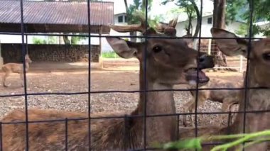 Geyik ve sürülerinin üreme alanlarındaki faaliyetleri