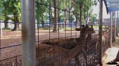 Geyik ve sürülerinin üreme alanlarındaki faaliyetleri