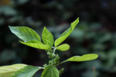 Elsholtzia Ciliata ya da Vietnam Balsam Yaprakları Clested Summer Nane Şekeri olarak da bilinir.