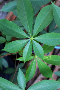 Yeşil Cassava Yapraklarının Yakın Çekimi.            