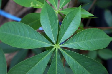 Yeşil Cassava Yapraklarının Yakın Çekimi.            