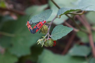 Close up of Red Cotton Bug - Dysdercus cingulatus pair on tree clipart