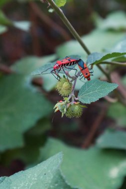 Close up of Red Cotton Bug - Dysdercus cingulatus pair on tree clipart