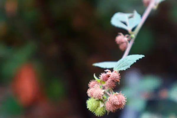  Burdock şifalı bitkisi Arctium lappa bulanık arkaplan