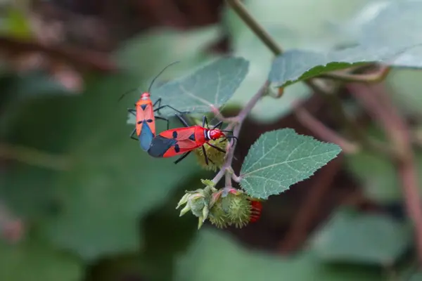 stock image Close up of Red Cotton Bug - Dysdercus cingulatus pair on tree