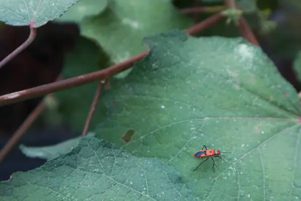 Kızıl Pamuk Böceğinin Kapat - Ağaçtaki Dysdercus cingulatus çifti