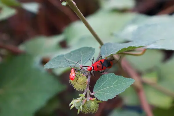 Kızıl Pamuk Böceğinin Kapat - Ağaçtaki Dysdercus cingulatus çifti