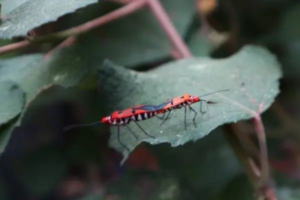 stock image Close up of Red Cotton Bug - Dysdercus cingulatus pair on tree