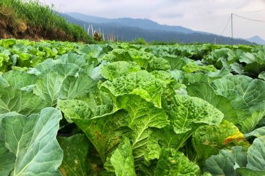 dağ yamaçlarında lahana sebze çiftlikleri