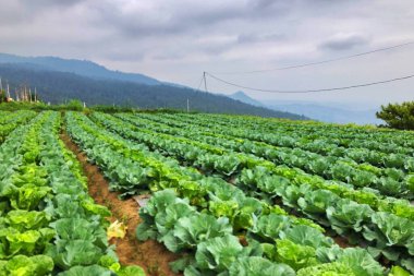 dağ yamaçlarında lahana sebze çiftlikleri