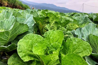 cabbage vegetable plantations on mountain slopes