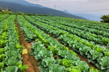 dağ yamaçlarında lahana sebze çiftlikleri
