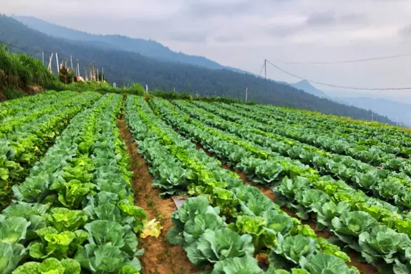 stock image cabbage vegetable plantations on mountain slopes