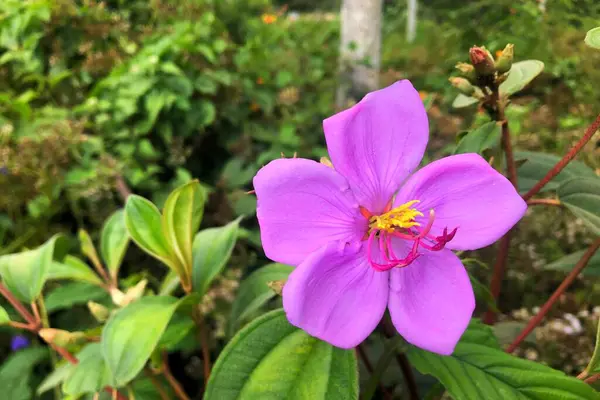 stock image Close-up of Melastoma malabatricum flower