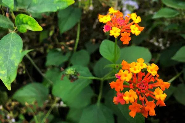 stock image beautiful flowers in the garden