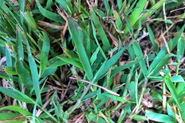 yeşil çimen dokusu, arkaplan