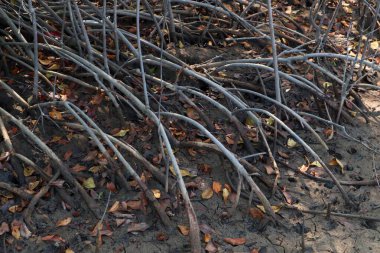 Mangrov ağacı kökleri alçak gelgit ormanında          
