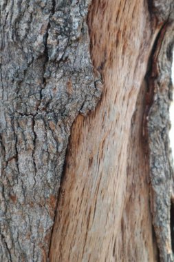 Ağaç kabuğu dokusunu kapat