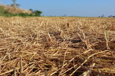 Kurak mevsimde kuru pirinç tarlaları 